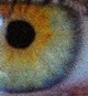 File: eye photo-mosaic all 5400 Thumbnail version