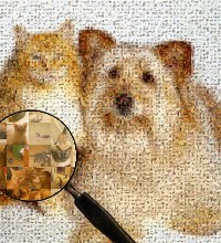 Chien et chat compos� de milliers de photos d animaux
