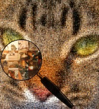 cat photograph made of cats and kittens images