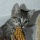 Cat 19