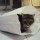 Cat 20