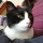 Cat 3