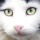 Cat 8