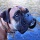 Chien 29