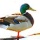 Bird 17