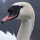 Bird 28