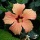 Flower 19