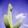 Cactus 31