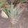 Cactus 5