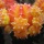 Cactus 7