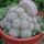 Cactus 9