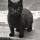 Page:Car pictures. Photo:Cat 15