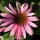 Page:Cat and kittens images. Photo:Flower 3