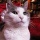 Page:Catalogue No�l. Photo:Chat 32