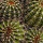 Page:Collection f�te des m�res. Photo:Cactus 25