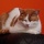 Page:Collection oiseaux. Photo:Chat 7