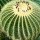 Page:Comment imprimer grand format. Photo:Cactus 26