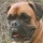 Page:Dogs and pups images. Photo:Dog 13