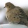 Page:Echantillon d'images mosaïques. Photo:Oiseau 16