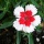 Page:Flower images. Photo:Flower 24
