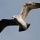 Page:Images Saint Valentin 2010 amour. Photo:Oiseau 30