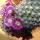 Page:Images Venise. Photo:Cactus 1