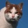 Page:Images anniversaire. Photo:Chat 28