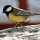 Page:Images anniversaire. Photo:Oiseau 9