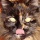 Page:Images chemin de fer. Photo:Chat 12
