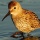 Page:Images fleurs. Photo:Oiseau 15