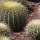 Page:Liste de vos photo-mosaïques. Photo:Cactus 12