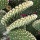 Page:Liste de vos photo-mosaïques. Photo:Cactus 22
