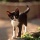 Page:Liste de vos photo-mosaïques. Photo:Chat 14