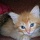 Page:Liste de vos photo-mosaïques. Photo:Chat 4