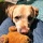 Page:Liste de vos photo-mosaïques. Photo:Chien 14