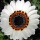 Page:Liste de vos photo-mosaïques. Photo:Fleur 14