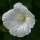 Page:Liste de vos photo-mosaïques. Photo:Fleur 27