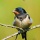 Page:Liste de vos photo-mosaïques. Photo:Oiseau 22