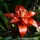Page:Love 2010 Valentine day images. Photo:Flower 11
