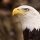 Page:Photo-mosaic. Photo:Bird 3