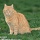 Page:Photos St Valentin 2010 amour. Photo:Chat 24