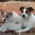 Page:Photos camions. Photo:Chien 5