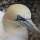 Page:Photos oiseaux. Photo:Oiseau 7