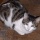 Page:Venice pictures. Photo:Cat 5