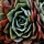Page:Vos mosa�ques. Photo:Cactus 10