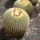 Page:bird images. Photo:Cactus 14