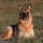 Page:christmas images. Photo:Dog 18