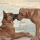 Chien 12