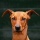 Chien 16