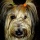 Chien 17